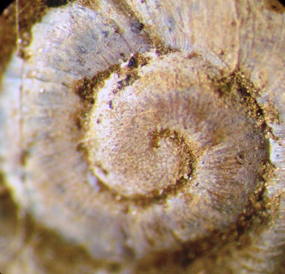 Chilostoma  padanum da Ror (TO)